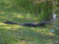 American Alligator